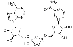 β-Nicotinamide dinucleotide adenine